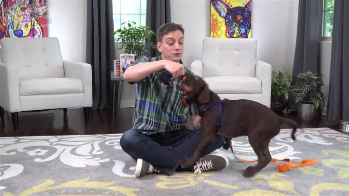 Dog 
      Training Association