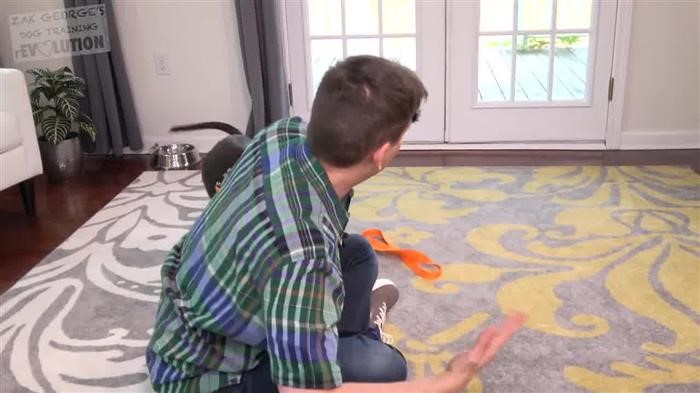 Dog Training Manual Pdf