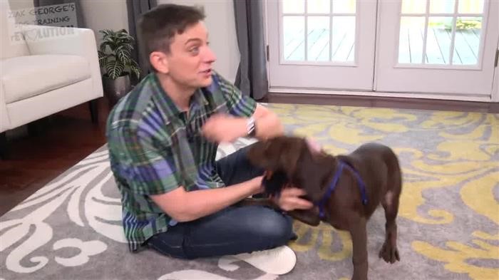 Best Behavior Dog Training