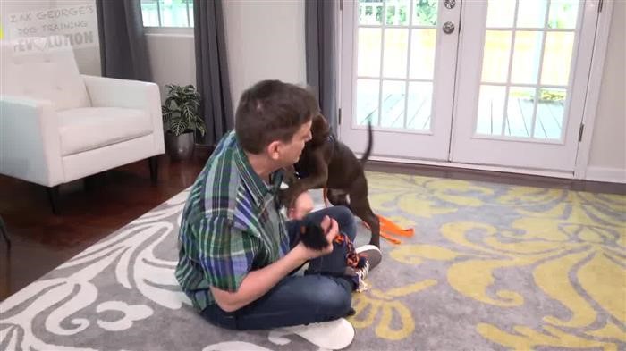 Training Dog On Treadmill