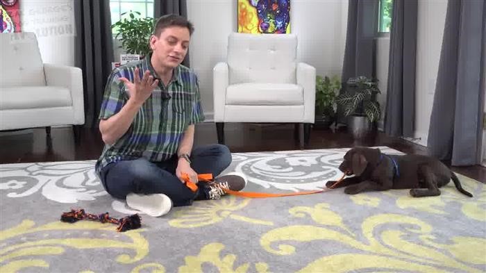 Dog Training Evaluation