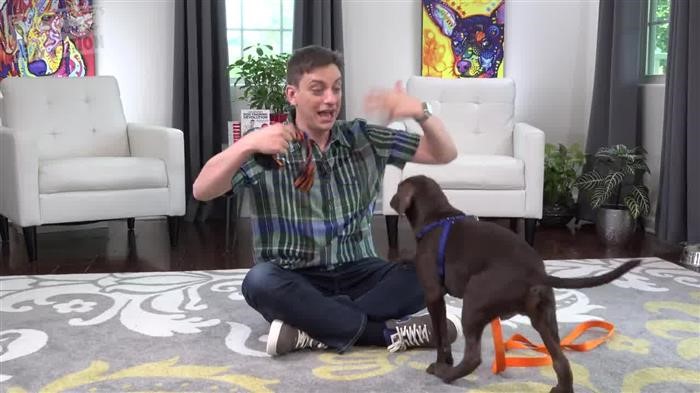 Dog Training Agreement