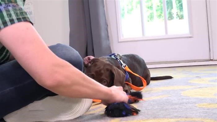 Tracking Dog Harness With 
      Handle