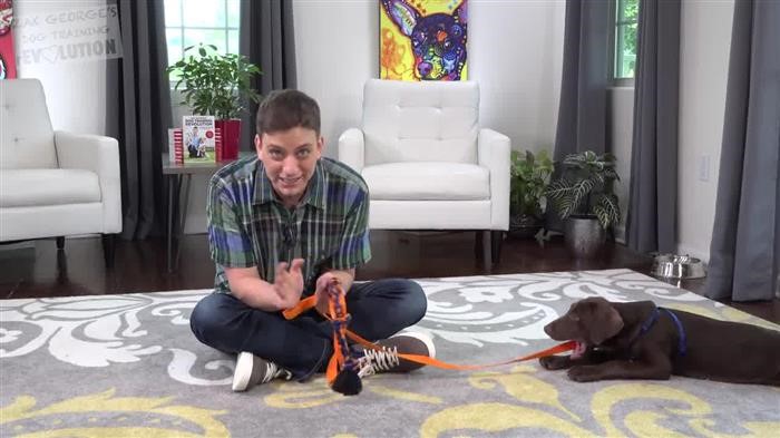 Training Dog Not To Bark At 
      Strangers