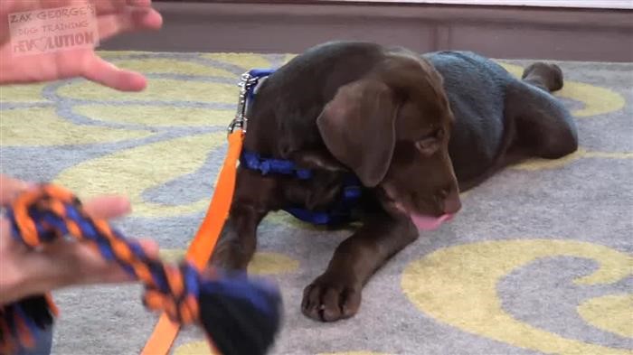 Training Dog Off Leash