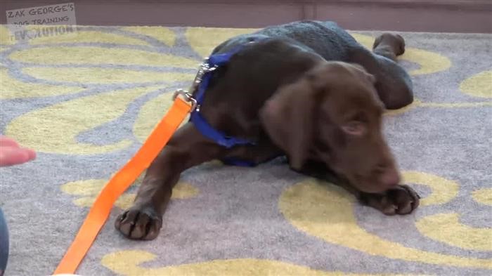 Dog 
      Guarding Behavior