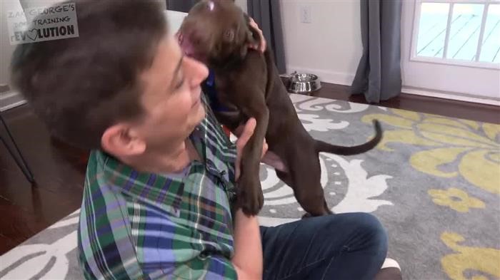 Dog Training Jumping