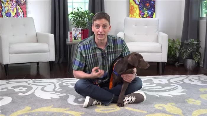 Training Dog Emergency Stop