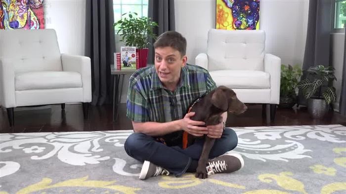 Dog Training Articles