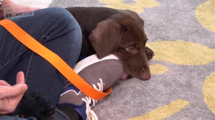 Training Dog To 
      Track