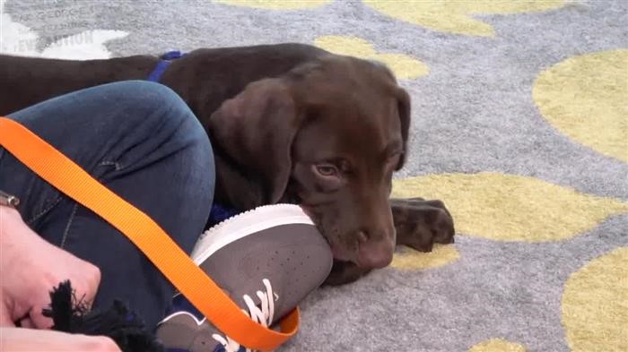 Training Dog Home Alone