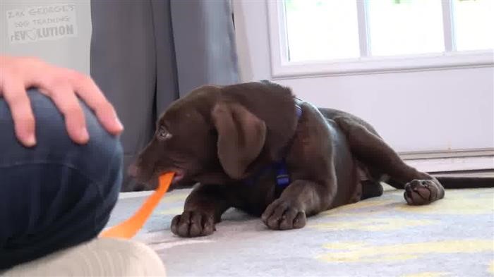 Training Dog To Walk