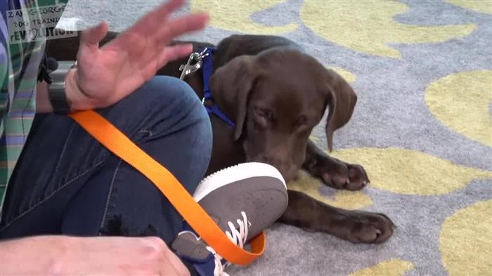 Dog Training Near Me Prices