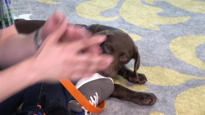 Dog Training Machine