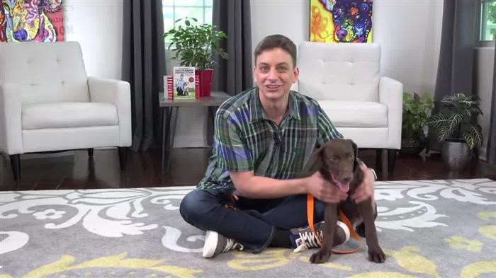 Dog Training Answers