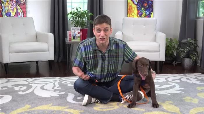 Dog Training Evaluation