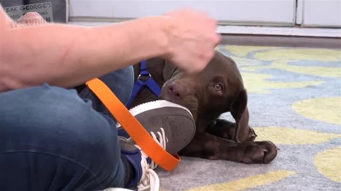 Dog 
      Training Muzzle