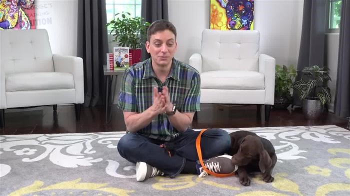 Training Dog To Lay Down