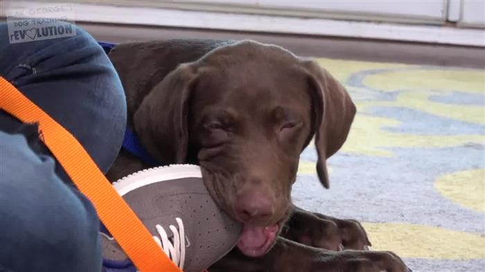 Dog Training Devices