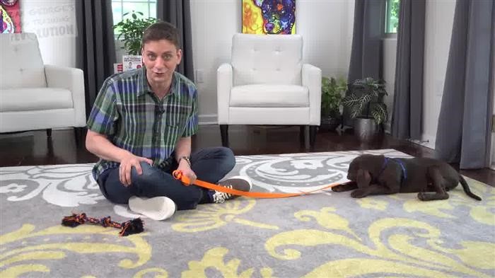 Dog 
      Training Noise