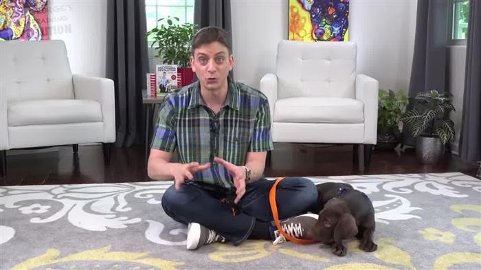 Dog Training 
      Pay