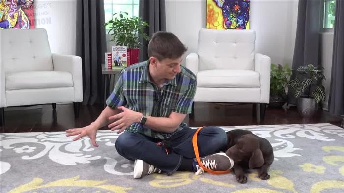 Dog Training Lead Leash