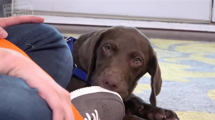 Training Dog Clip 
      Art