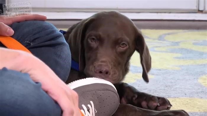 Training Dog Biting Problems