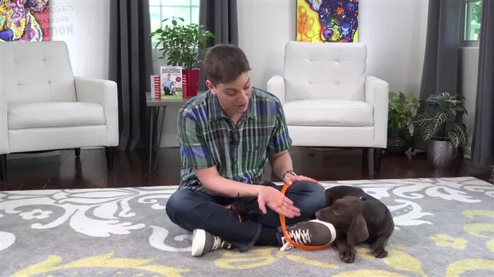 Dog Behavior Correction