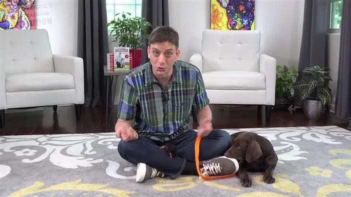 Dog Training At Home