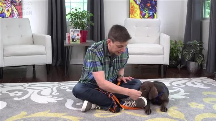 Training Dog How To Sit