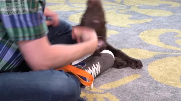 African Wild Dog 
      Behavior