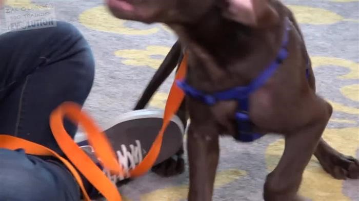 Dog Training Internship