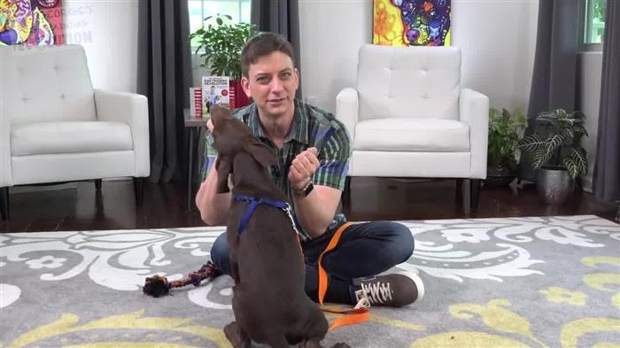 Dog Training Heeling