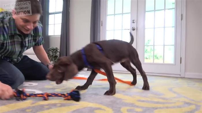 Dog Behavior 
      Rehabilitation