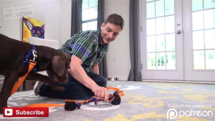 Dog Behavior Jumping