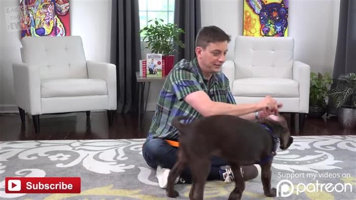 Training Dog Anxiety