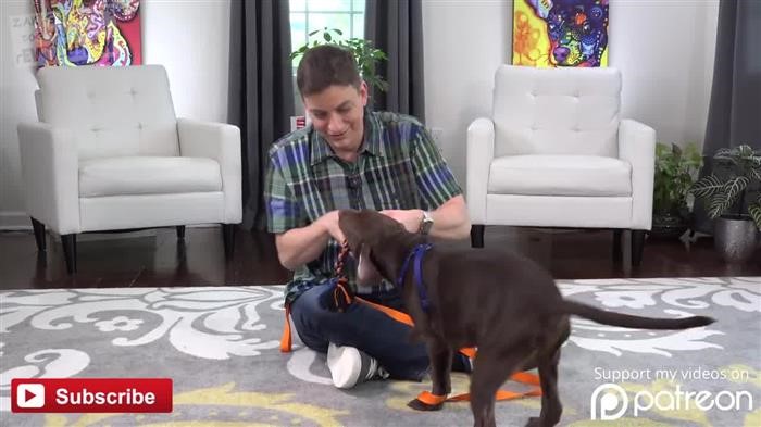 Training Dog 
      For Service Dog