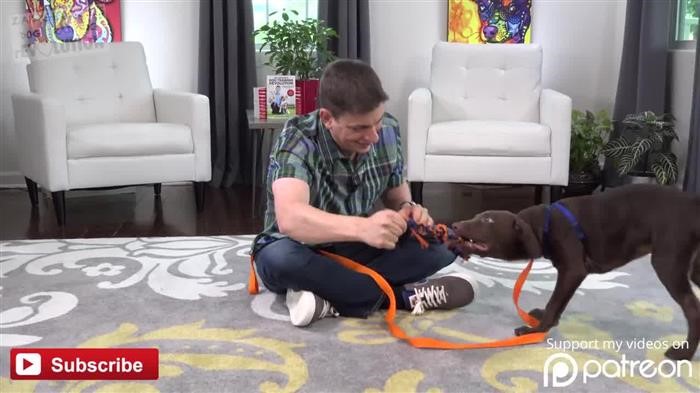 Dog Training 
      Launcher