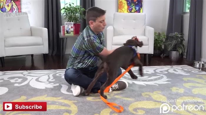 Aggressive Dog 
      Train