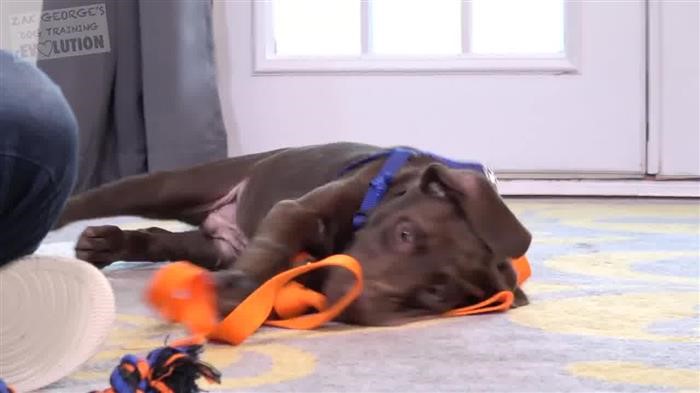 Dog 
      Training Heel