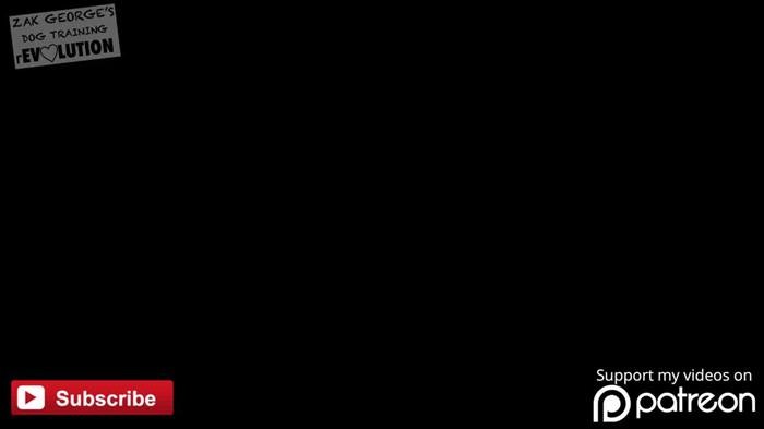 Training Dog For Therapy Work