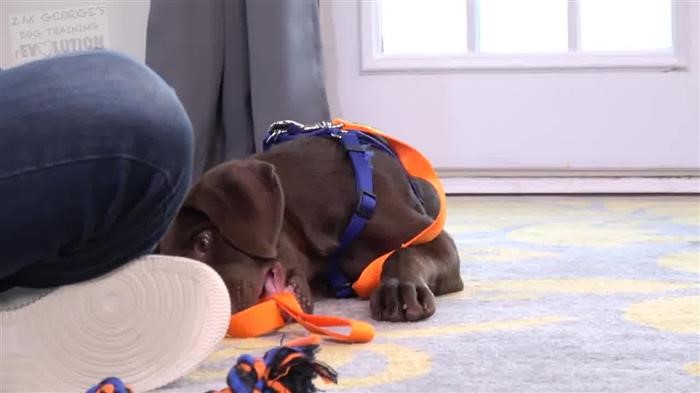 Dog 
      Play Behavior