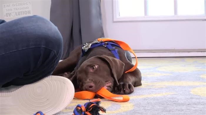 Introducing A New 
      Dog