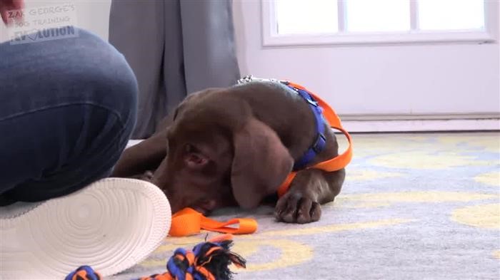 Dog Training 
      Manager