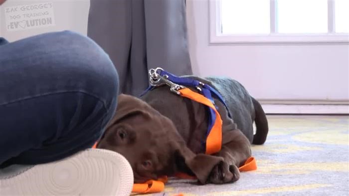 Training Dog 
      Ears