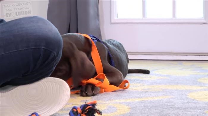 Dog Training Memphis