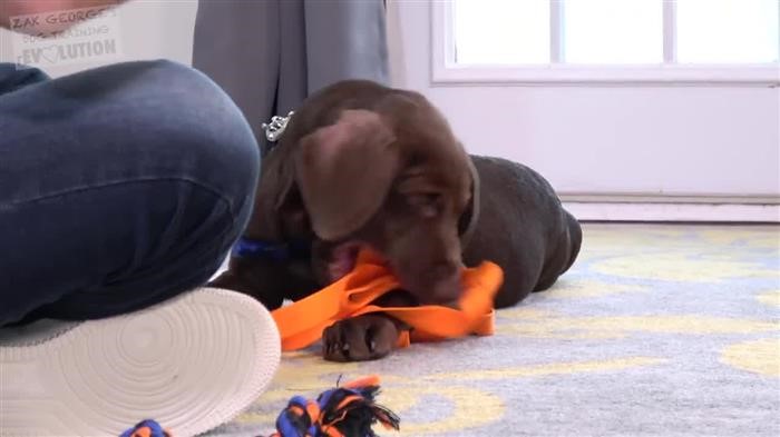 Dog Mounting 
      Behavior