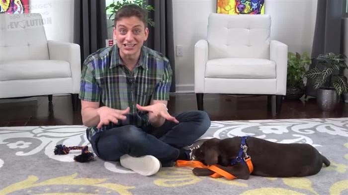 Training Dog At Home