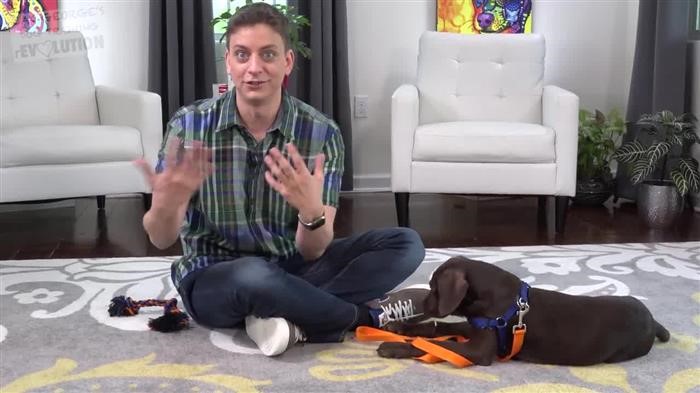 Training Dog To Walk